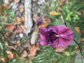 Fiore particolare sull'Altopiano di Asiago