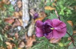 Labor in der Natur "auf der Suche nach fremden Pflanzen..."-Museo Naturalistico di Asiago-30 August 2018