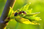 "On the antennae!"-Storytelling workshop with the Museo Naturalistico di Asiago-24 August 2018