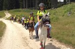 Roan horse, Pony school playground, Pond of Roana, Asiago plateau