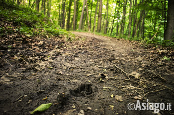 Impronte di animali nel bosco