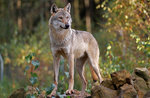 Laboratory in nature, "a photo with the Wolf" by the Museo Naturalistico di Asiago-August 10, 2017