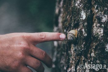 mano_lumaca_corteccia_albero