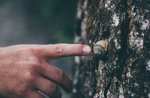 "Toc toc... under the bark who is there?" - Scientific Laboratory for Children in Asiago - August 3, 2019