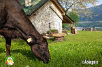 Guided tour of the farm in Il Cason delle Meraviglie - September 26 2021