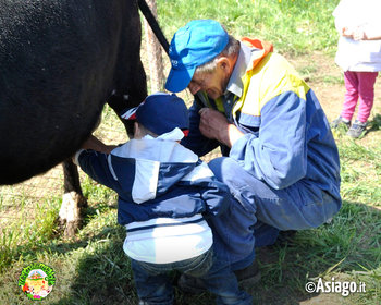 Mungitura mucca a il cason delle meraviglie