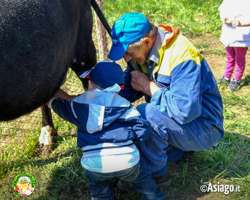 Mungitura mucca a Il Cason delle Meraviglie