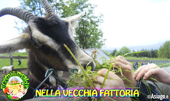 Nella vecchia fattoria cason delle meraviglie 2016