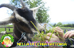 "NELLA VECCHIA FATTORIA" - Attività per bambini al Cason delle Meraviglie - 4 agosto 2019