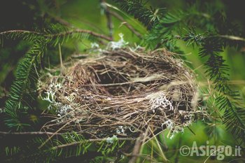 Nido_rami_natura Nido_rami_natura