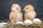 Chicks at the natural history Museum of Asiago with "blip ... PIO ... My friend chick "-2 April 2018