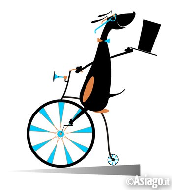 simpatico cane che va su un biciclo simpatico cane che va su un biciclo