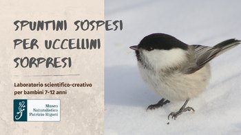 Spuntini sospesi per uccellini sorpresi