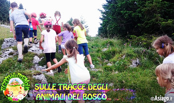 Sulle tracce degli animali del bosco Sulle tracce degli animali del bosco