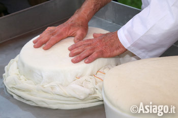 tutti in malga a fare il formaggio 