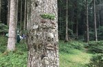 "The face of the trees and their hidden stories"-excursion and laboratory by the Museo Naturalistico di Asiago-11 August 2018