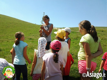 Alla scoperta delle erbe dell'Altopiano di Asiago