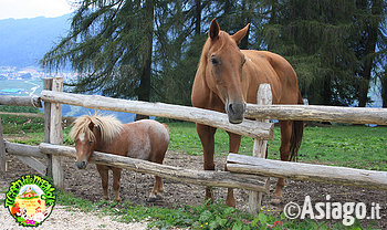 Cason delle meraviglie animali della fattoria 1