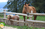 "The Farmer's Olympics" - Children's Activities at the Wonder Case - July 12, 2020