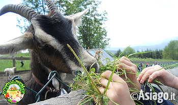 Cason delle meraviglie animali della fattoria 1