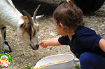 The Sabbath of the Little Ones - Family-friendly farm tours at the Wonder Case - August 15 2020