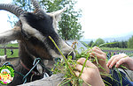 The Little Saturday with a guided tour on the farm at the Cason of Wonders - July 11 2020