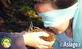 Cason delle meraviglie scoperta bosco natura 1