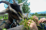 "A goat for a friend" at the Cason delle Meraviglie - 18 August 2022