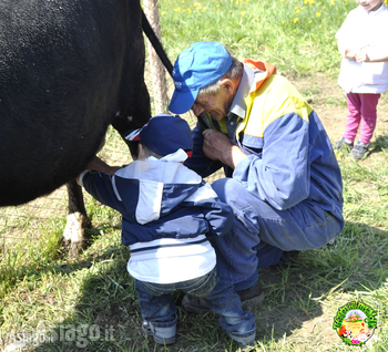 Mungitura con nonno Luigino al Cason delle Meraviglie