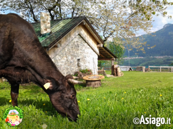 Visita guidata alla fattoria al Cason delle Meraviglie