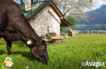 Grüne Wochen auf der Farm al Cason in Treschè Wunderland Conca di Roana 