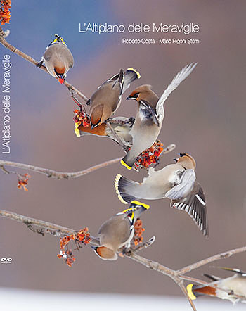Altopiano delle meraviglie cover Altopiano delle meraviglie cover
