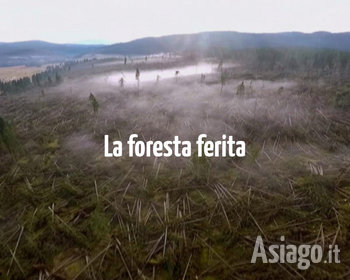 La foresta ferita Asiago Film Festival 2021