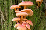 7 Mushroom Festival und Natur, Gallium von 23 bis 26. August 2012 Die 7 Mushroom