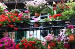 Concorso "L'Altopiano è un balcone fiorito" ad Asiago, Giovedì 30 agosto 2012