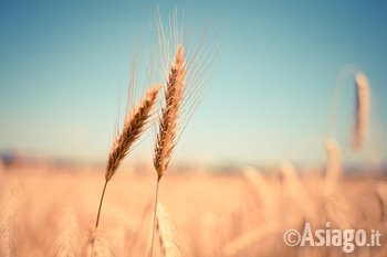 spighe_campo di grano