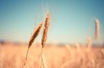 Serata divulgativa "Coltivazione dei cereali sull'Altopiano nel secolo scorso" ad Asiago - 20 agosto 2019