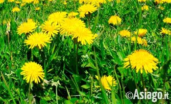 Andar per erbe Altopiano di Asiago