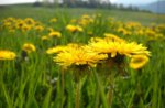 At the table with the Dandelion of Conco, pastry Cortese, Asiago plateau