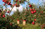 Visit to the ancient apples orchard and garden of aromatic herbs with Antonio and Lisa Calhoun-20 August 2018