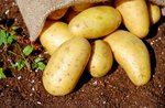 Walk with potato harvest in Treschè basin of Roana-22 August 2018