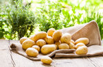 Laboratorio di raccolta patate a Treschè Conca - 6 agosto 2019