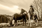 Am Abend Counrty "EQUINE-Onkel des Herbstes" in den Hügeln mit dem Wind am Asiago Hochebene-23 September 2017