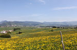 Escursione presso le contrade di Asiago con le Guide Altopiano 11 luglio 2012