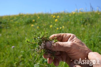 Andar per erbe escursione Altopiano di Asiago