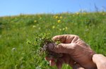 Visita all'orto di piante aromatiche e medicinali, Asiago, 14 agosto 2016