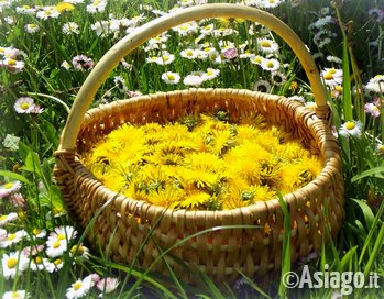 Cesto colmo di fiori di tarassaco