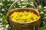Getrieben, sammeln Kräuter und Bioflower Park der Rubbio mit Picknick-13 April 2018