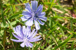 Besuch des Gartens der kultivierten, medizinischen und aromatischen Pflanzen der Via Busa in Asiago - 20. August 2020