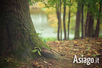 Escursione a caccia di alberi monumentali Cesuna